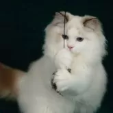 ラグドール【東京都・男の子・2024年12月10日・シールリンクスポイントバイカラー】の写真9