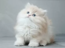 ブリティッシュショートヘア【東京都・男の子・2025年8月5日・ライラックゴールデン(ロング)】の写真9