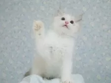 ラグドール【東京都・男の子・2025年5月29日・シールリンクスポイントバイカラー】の写真9