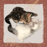 ラガマフィン【北海道・女の子・2023年6月25日・ブラウンタビー】の写真2「きょうだいなかよし!」