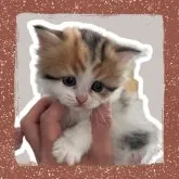 ラガマフィン【北海道・女の子・2023年6月25日・キャリコ】の写真4「生後1ヶ月頃のお写真です🥰」