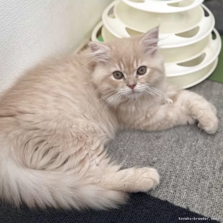 ID:2504-01709の子猫