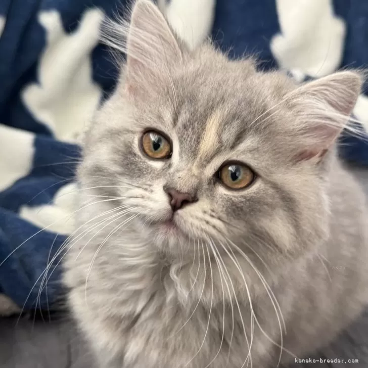 ID：2504-01711の子猫