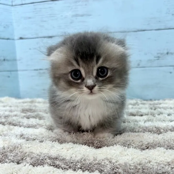 ID:2311-01007の子猫