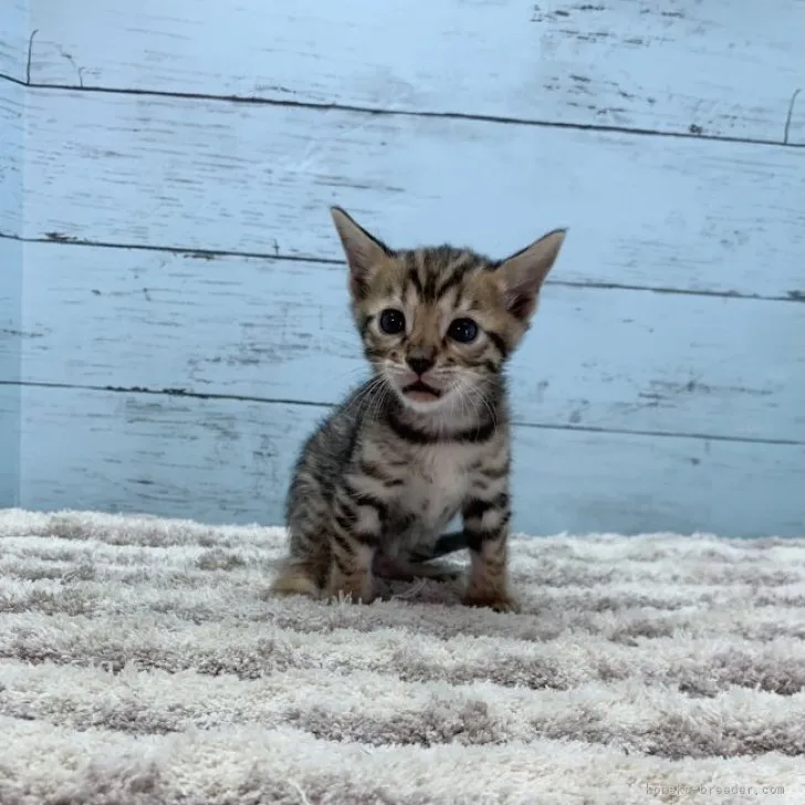 ID:2311-02734の子猫