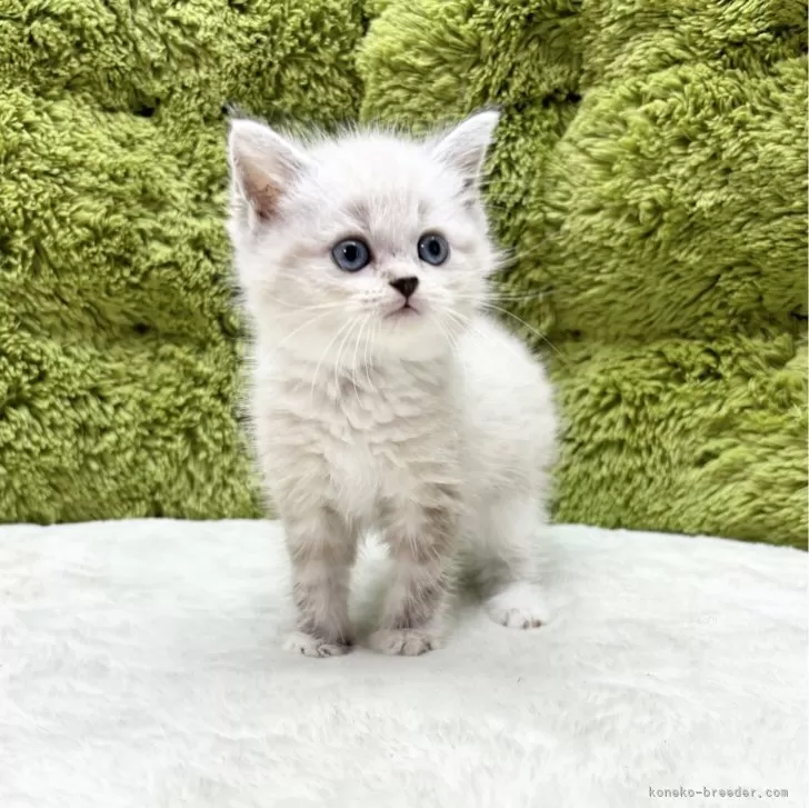 ID:2406-02888の子猫
