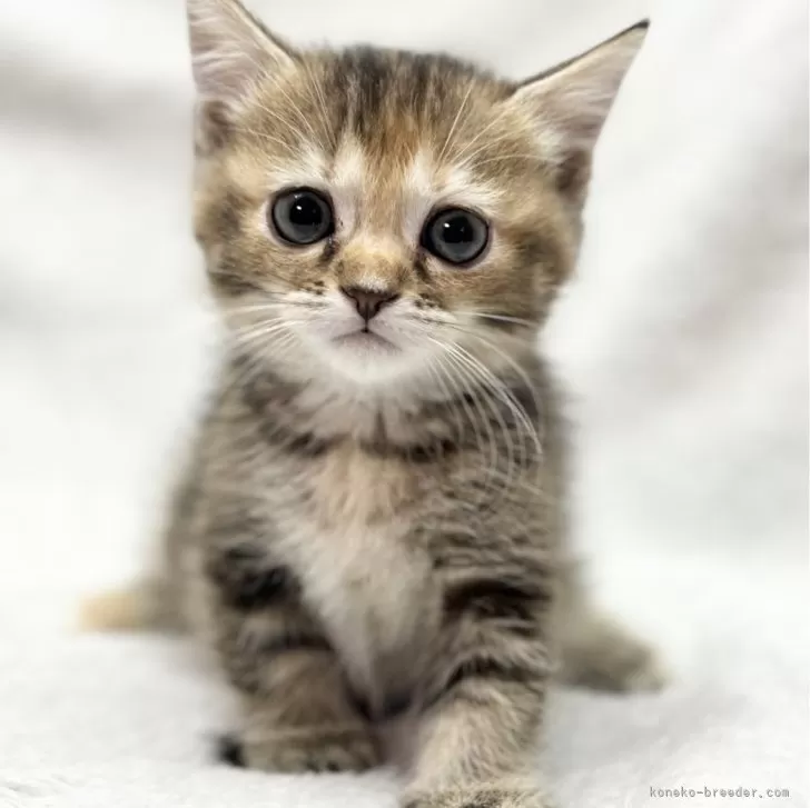 ID:2402-02082の子猫
