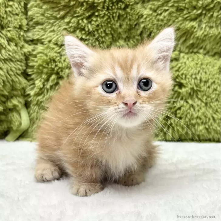 ID：2412-01388の子猫