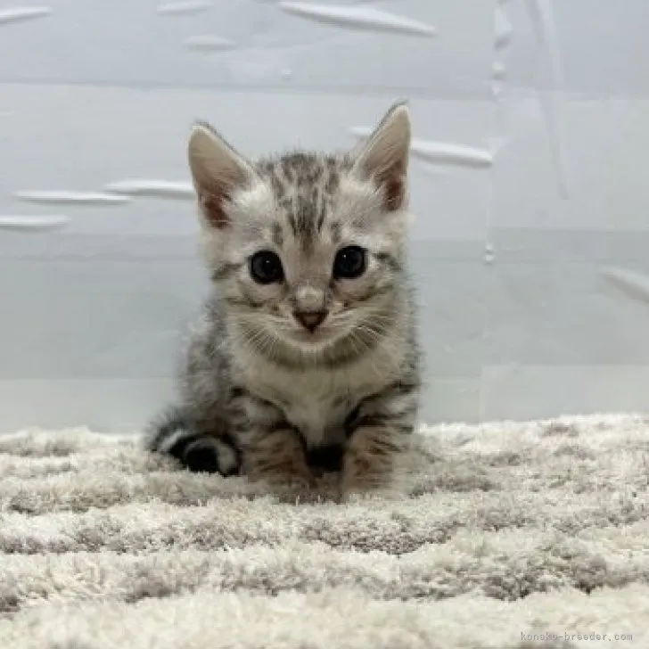 ID：2312-01065の子猫