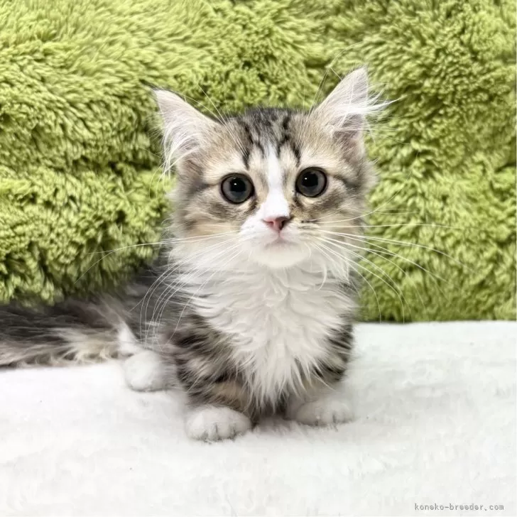 ID：2412-01384の子猫