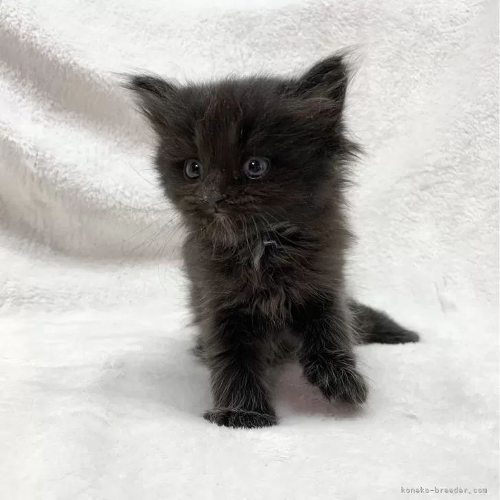 ID:2401-00101の子猫