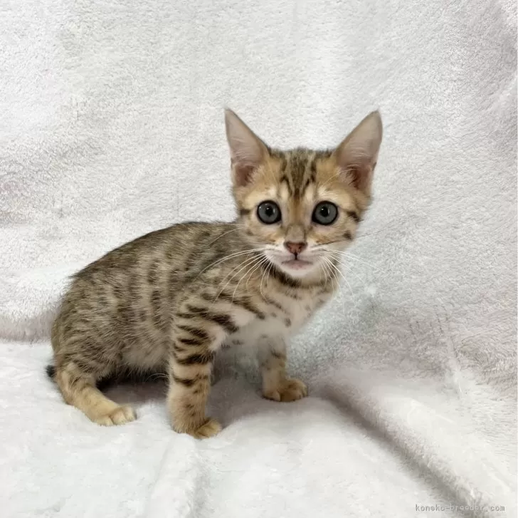 ID:2311-02730の子猫