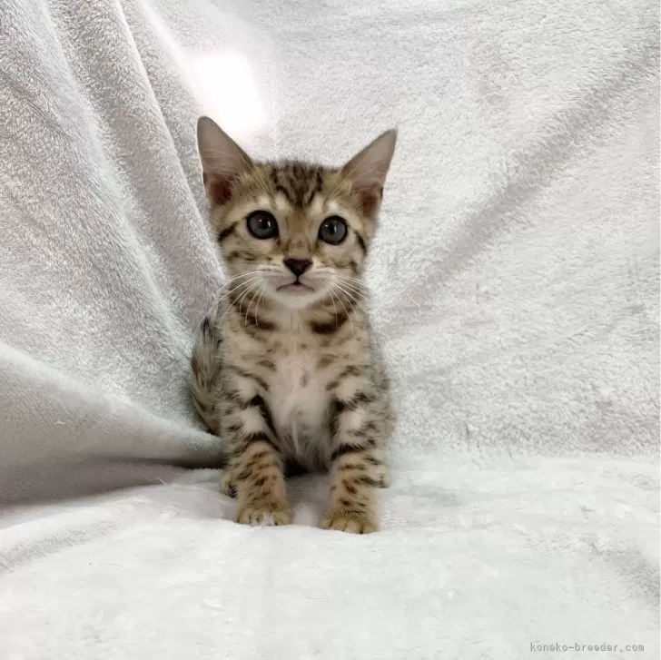 トモ 様のお迎えした子猫