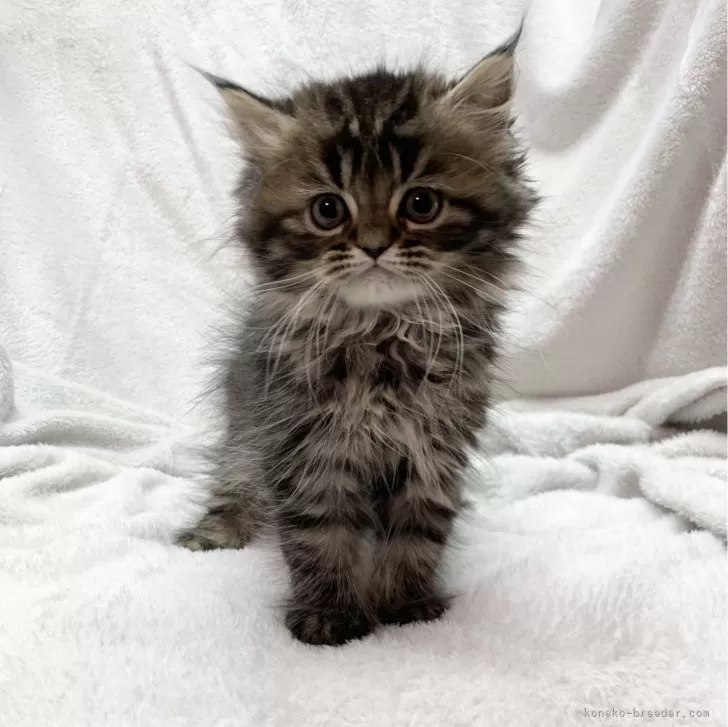 ID：2312-02894の子猫