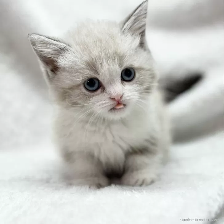 ID：2402-01607の子猫