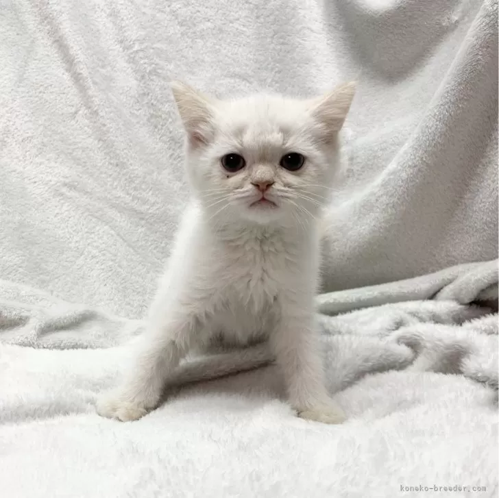 ID:2312-02895の子猫