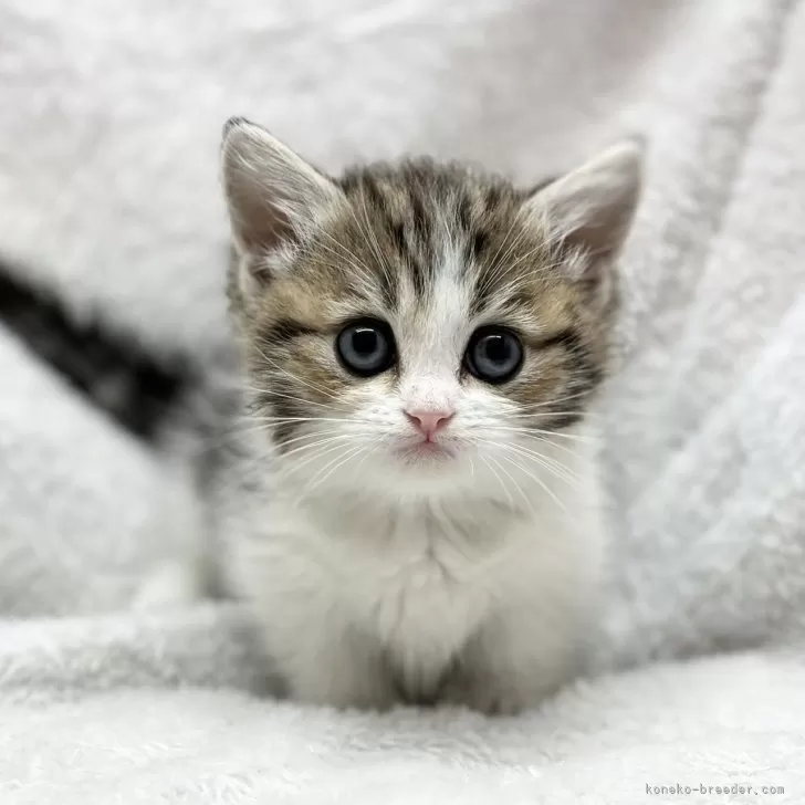 ID：2402-01618の子猫