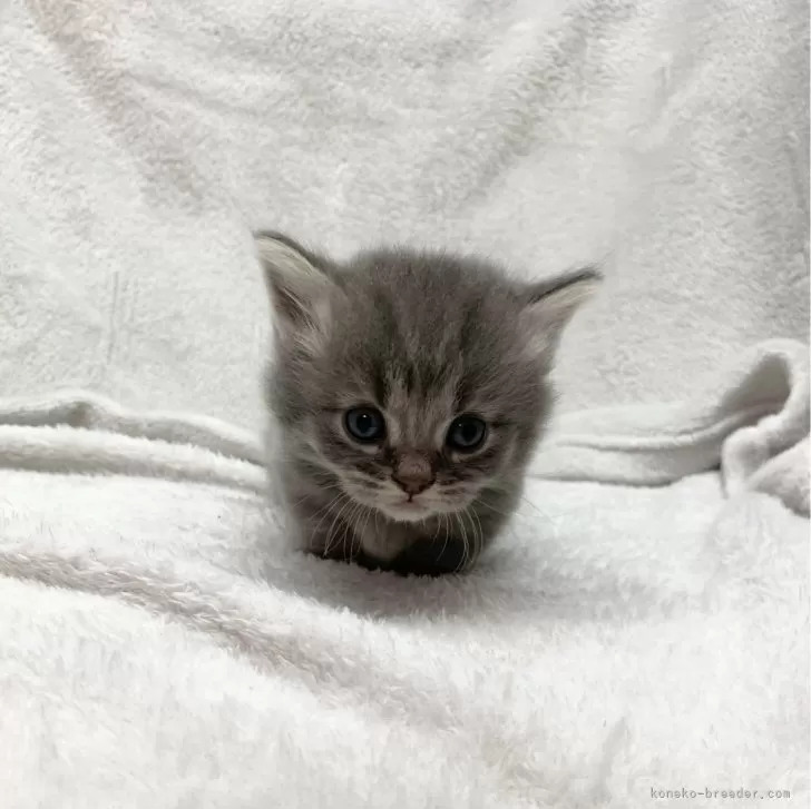 ID：2401-02329の子猫
