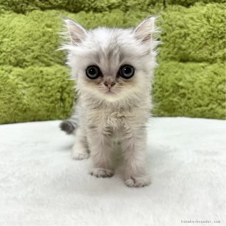 ID:2408-01710の子猫