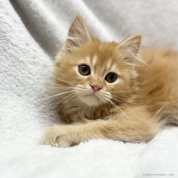ID:2401-00106の子猫