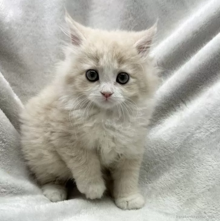 ID：2404-00624の子猫