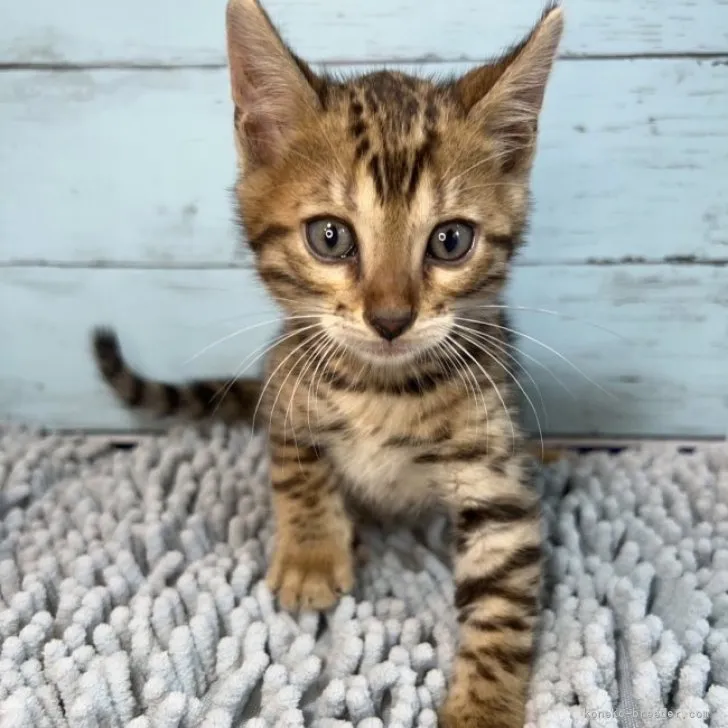 YA 様のお迎えした子猫