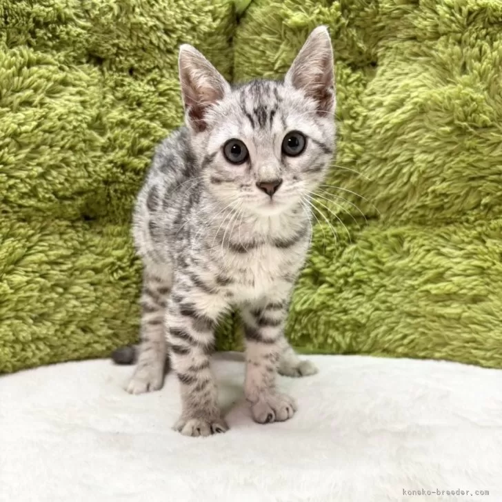 ID:2405-02373の子猫