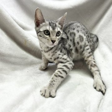 ベンガル【愛知県・女の子・2024年1月23日・シルバースポテットタビー】の写真「柄がはっきりくっきり🐈」