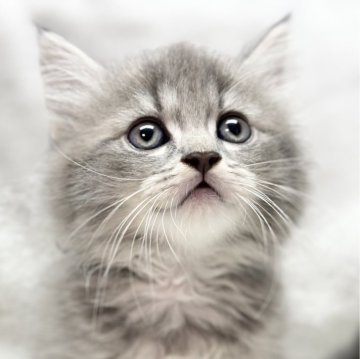 マンチカン(長足)【愛知県・男の子・2024年2月25日・シルバータビー&ホワイト（長毛）】の写真「毛並みが綺麗な男の子🐈」