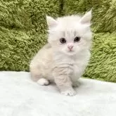 マンチカン(短足)【愛知県・男の子・2024年5月15日・クリーム&ホワイト】の写真1