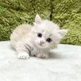 マンチカン(短足)【愛知県・男の子・2024年5月15日・クリーム&ホワイト】の写真2