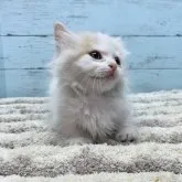 マンチカン(長足)【愛知県・男の子・2023年10月1日・レッドタビー&ホワイト】の写真3「11/19撮影」