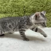 ベンガル【愛知県・女の子・2025年10月25日・シルバースポテッドタビー】の写真10