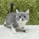 ブリティッシュショートヘア【愛知県・女の子・2025年7月26日・ブルー&ホワイト】の写真13