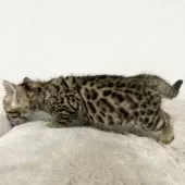 ベンガル【愛知県・女の子・2024年12月13日・ブラウンスポテッドタビー】の写真13