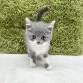 ブリティッシュショートヘア【愛知県・女の子・2025年7月26日・ブルー&ホワイト】の写真14