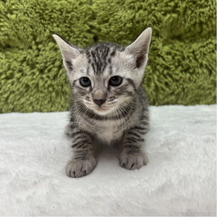 ブリーダー画像