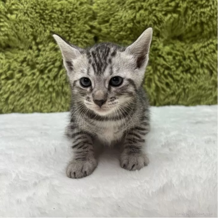 ベンガル【愛知県・女の子・2025年10月25日・シルバースポテッドタビー】の写真1