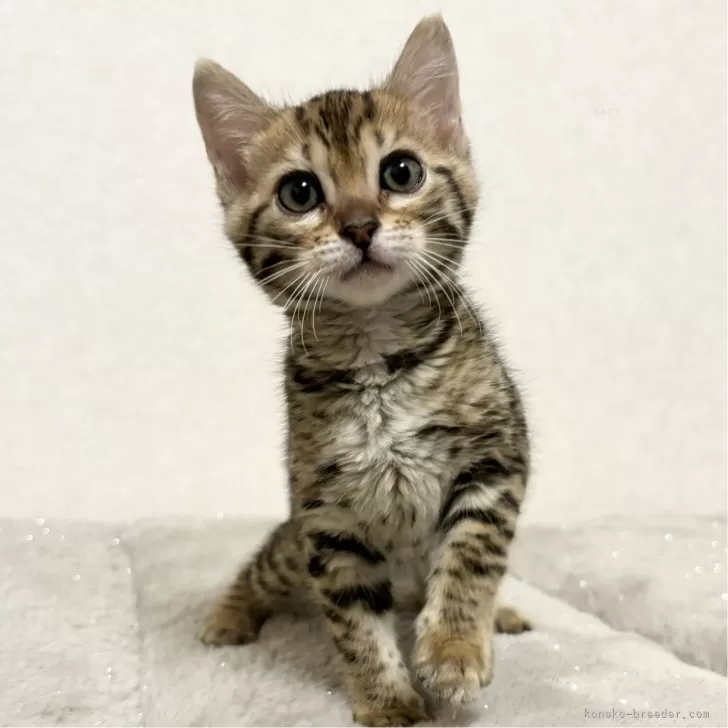 うえ 様のお迎えした子猫