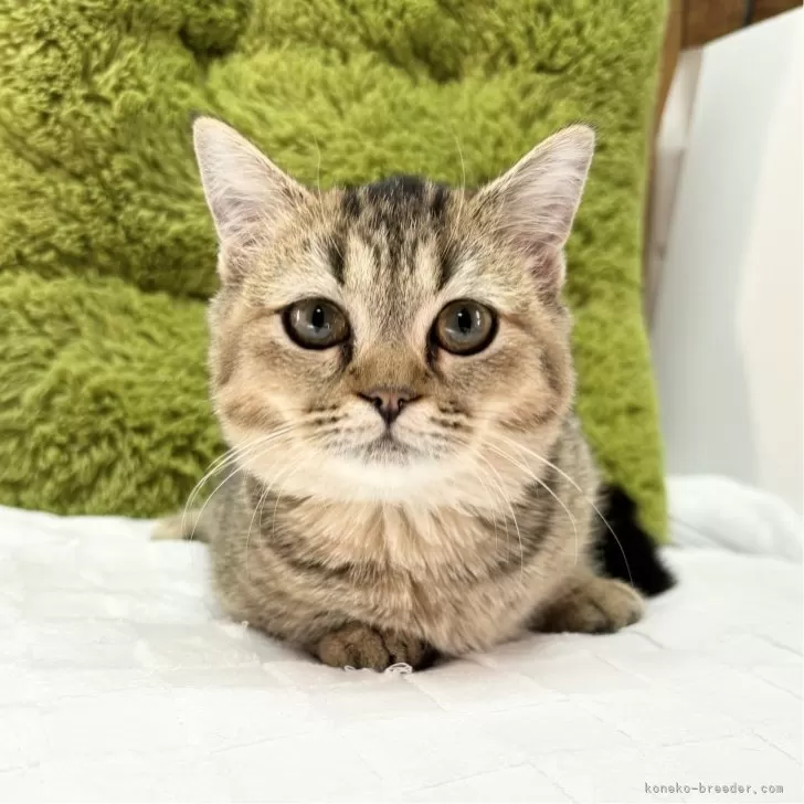 ID：2412-01385の子猫