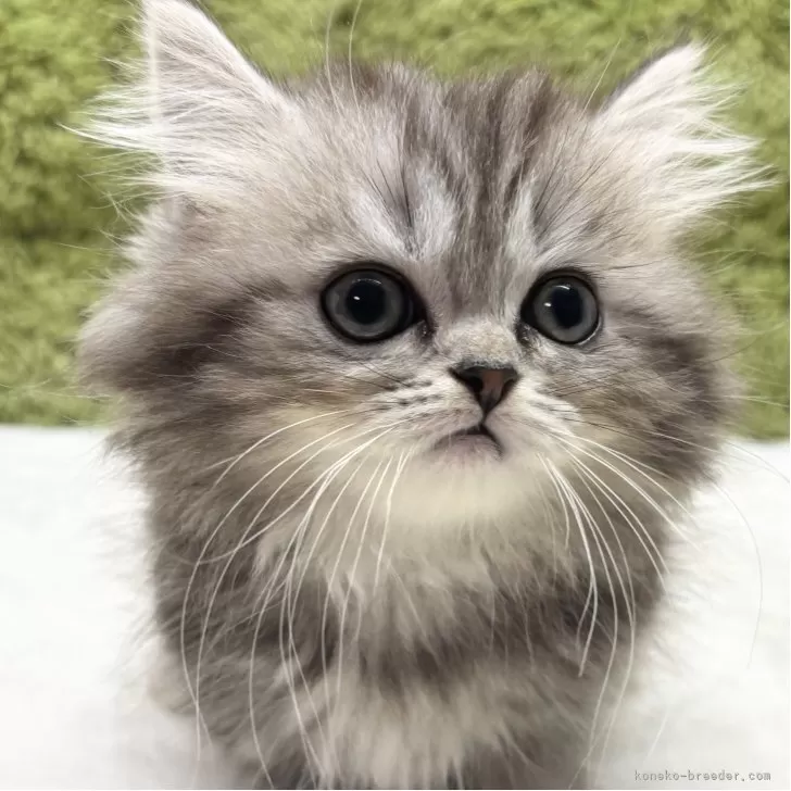 ミヌエット(短足)【愛知県・女の子・2025年8月15日・シルバータビー】の写真1