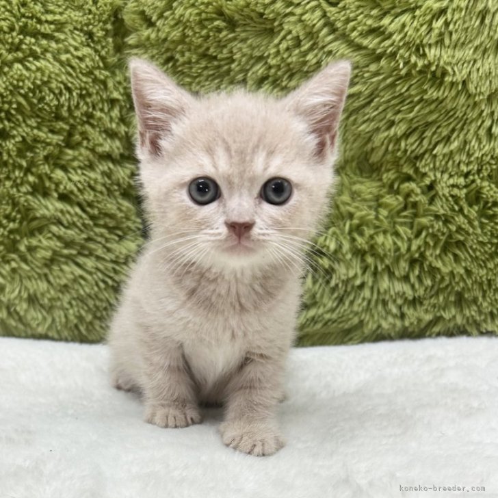 ブリーダー画像