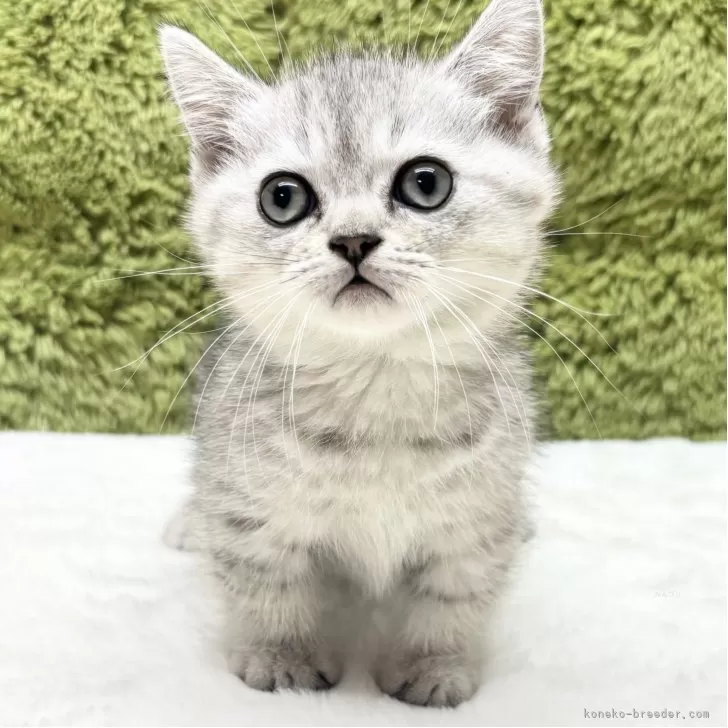 ミヌエット(短足)【愛知県・女の子・2025年8月15日・シルバータビー】の写真1