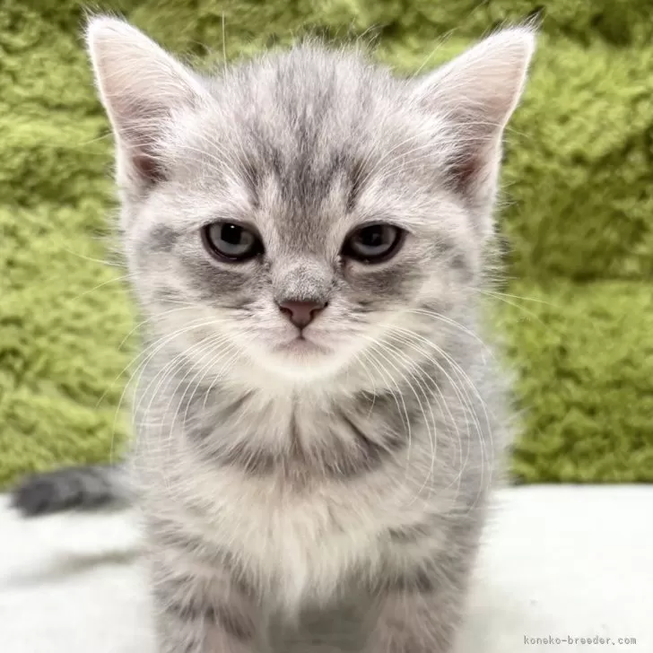 ID:2503-01980の子猫