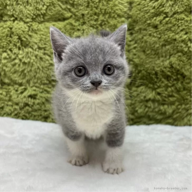 ID：2510-00668の子猫