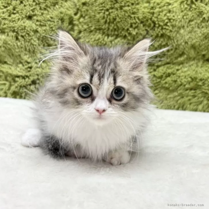 ID：2506-00898の子猫