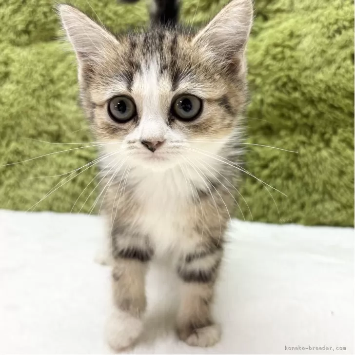 マンチカン(長足)【愛知県・女の子・2025年9月6日・ブラウンパッチドタビー&ホワイト】の写真1