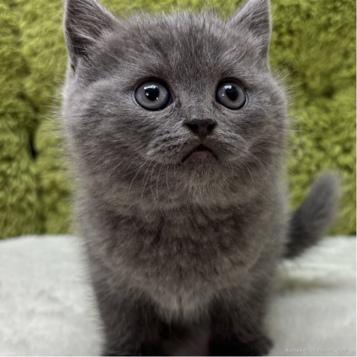 ブリーダー画像