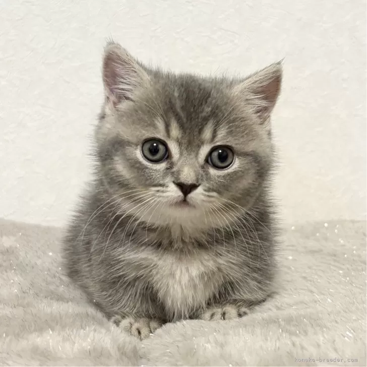 S.M 様のお迎えした子猫