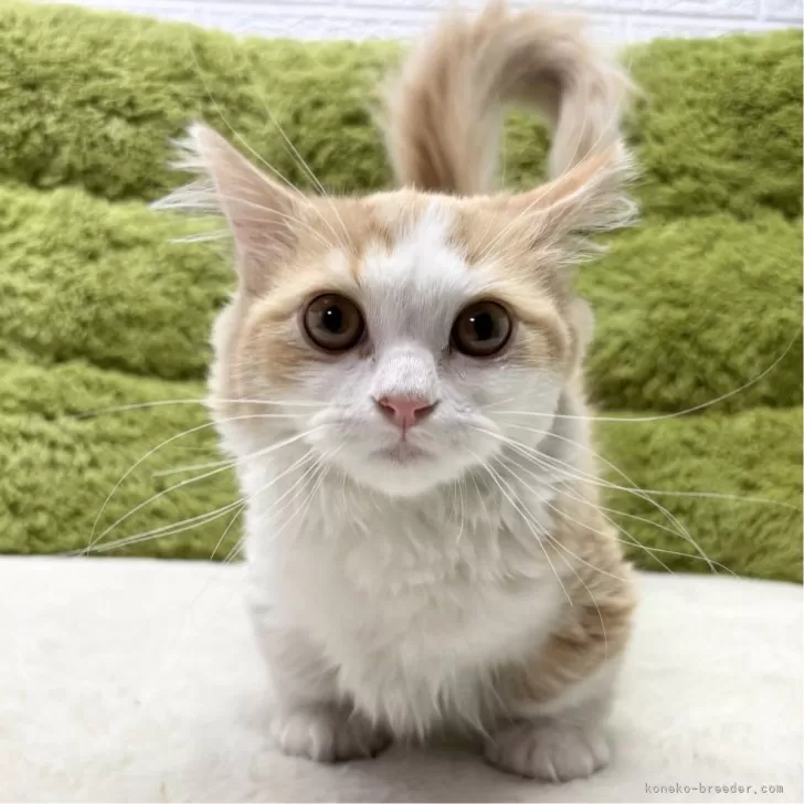 H.E 様のお迎えした子猫